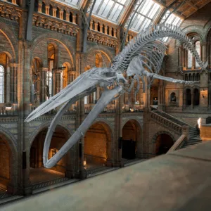 Robots para museos